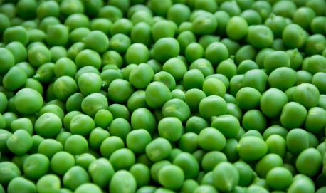 Plant of sterilization of vegetable during washing