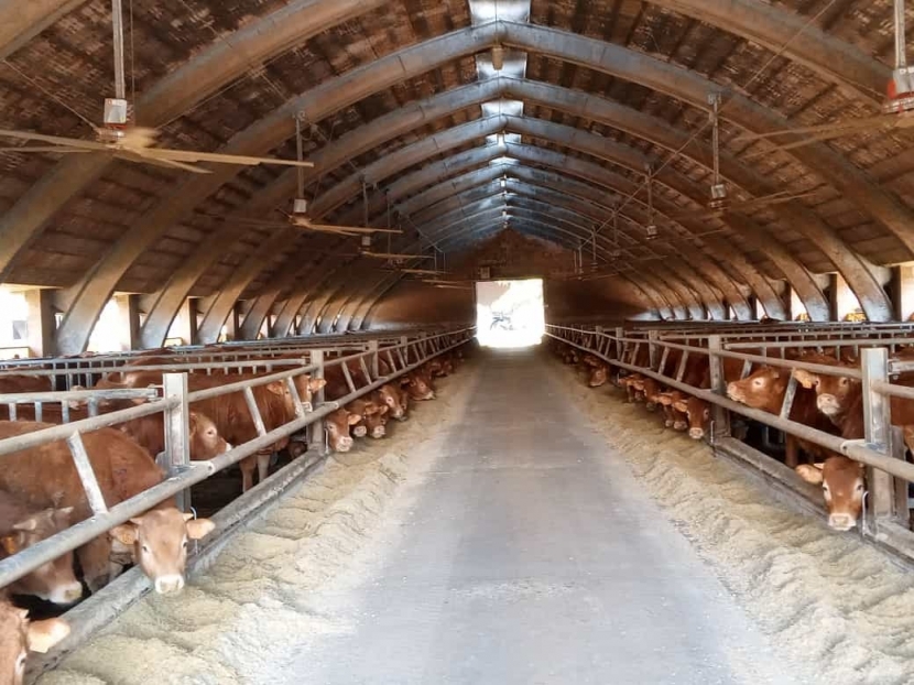 Biogas da reflui zootecnici 250 kW